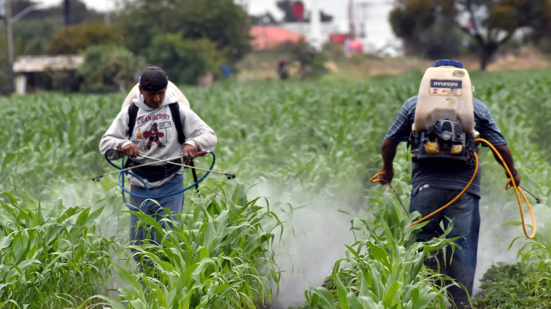 APOYO A CAMPESINOS CON FERTILIZANTES (3)